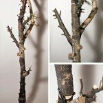 rebuilt-tree-web02